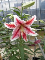 [1849 Tigerwoods No01.JPG]